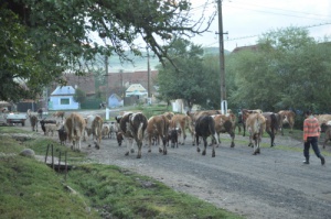 Viehherde am Morgen